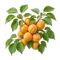 Abricotier