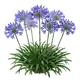 Agapanthe