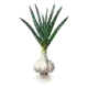 Ail Blanc