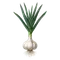 Ail Blanc