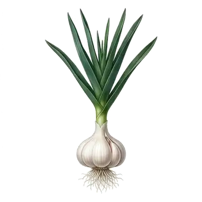 Grosses têtes d'ail blanc composées de gousses charnues, avec leurs tiges séchant au soleil après la récolte