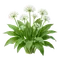 Ail des Ours