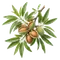 Amandier