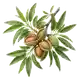 Amandier