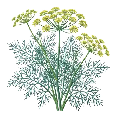 Tiges fines d'aneth portant un feuillage plumeux très léger et de larges ombelles de petites fleurs jaunes lumineuses