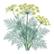 Aneth