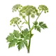 Angélique