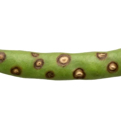 Anthracnose