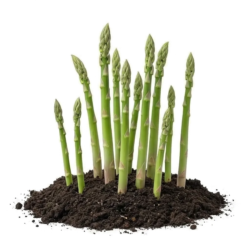 Jeunes turions d'asperges vertes pointant vigoureusement hors de la terre meuble du potager au début du printemps