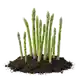 Asperge