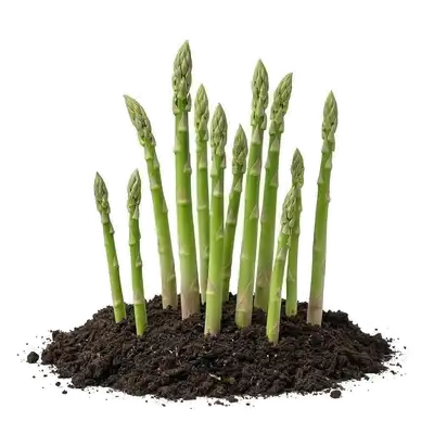 Jeunes turions d'asperges vertes pointant vigoureusement hors de la terre meuble du potager au début du printemps