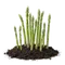 Asperge