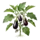 Aubergine