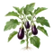 Aubergine