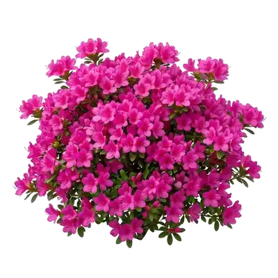 Buisson nain et très compact d'azalée du Japon croulant littéralement sous une abondance exceptionnelle de fleurs printanières colorées