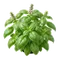 Basilic Grand Vert