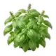 Basilic Grand Vert