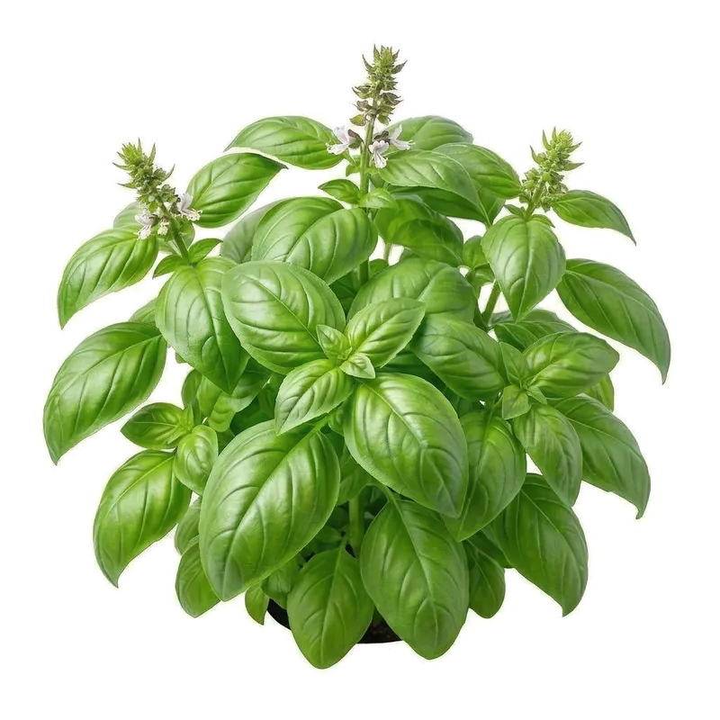 Plant touffu de basilic grand vert aux feuilles larges et parfumées baignées de soleil
