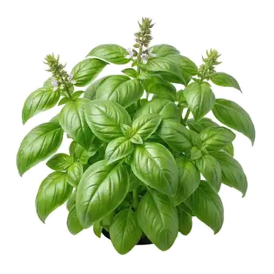 Plant touffu de basilic grand vert aux feuilles larges et parfumées baignées de soleil