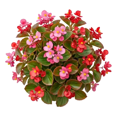 Charmante bordure potagère égayée par une touffe généreuse de bégonia semperflorens croulant sous de délicates petites fleurs aux teintes lumineuses