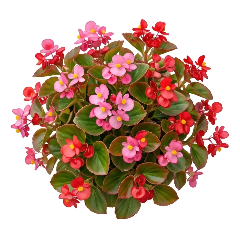 Charmante bordure potagère égayée par une touffe généreuse de bégonia semperflorens croulant sous de délicates petites fleurs aux teintes lumineuses