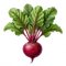 Betterave Rouge