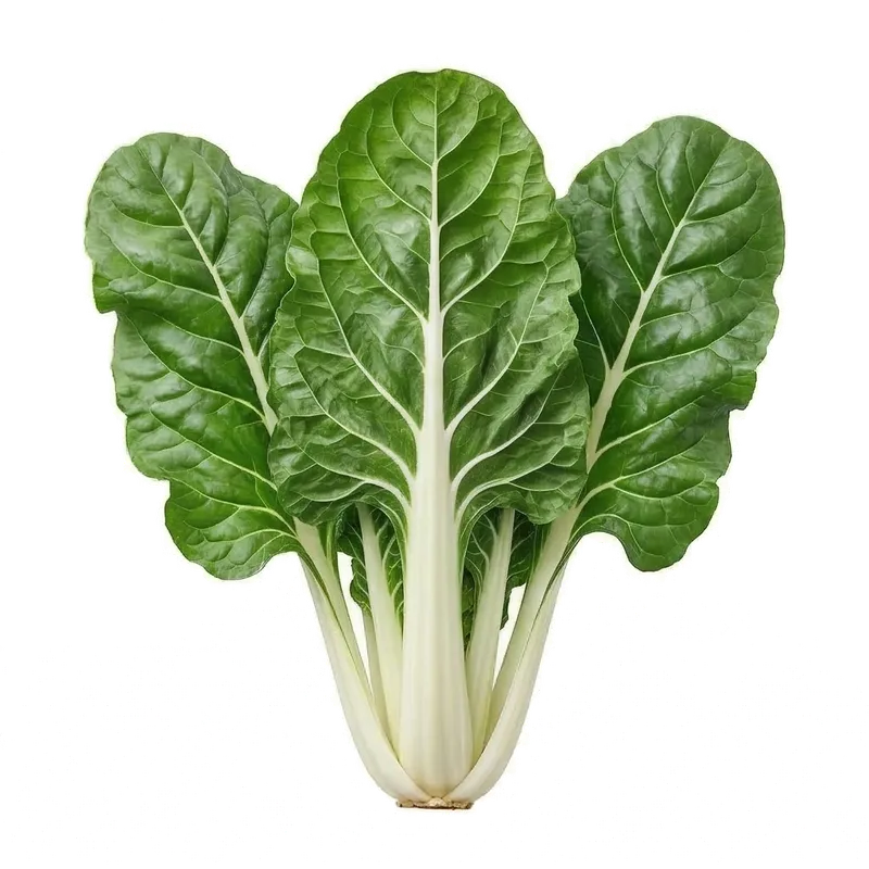 Superbe pied de blette aux grandes feuilles vertes cloquées et aux cardes blanches épaisses et charnues au potager