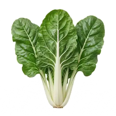 Superbe pied de blette aux grandes feuilles vertes cloquées et aux cardes blanches épaisses et charnues au potager