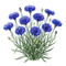 Bleuet