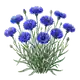 Bleuet