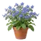 Bourrache