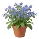 Bourrache