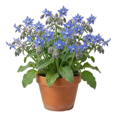 Magnifiques fleurs de bourrache d'un bleu azur intense en forme d'étoile, s'épanouissant sur des tiges couvertes de poils raides