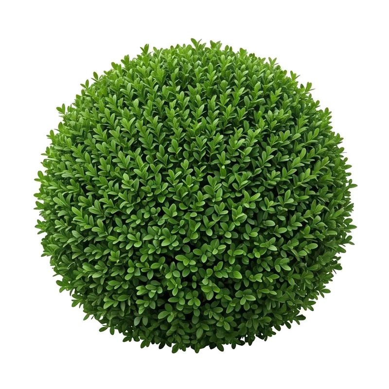 Petit arbuste de buis commun impeccablement taillé en boule, révélant un feuillage persistant très serré composé de petites feuilles ovales vert foncé