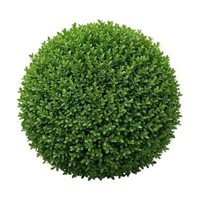 Petit arbuste de buis commun impeccablement taillé en boule, révélant un feuillage persistant très serré composé de petites feuilles ovales vert foncé