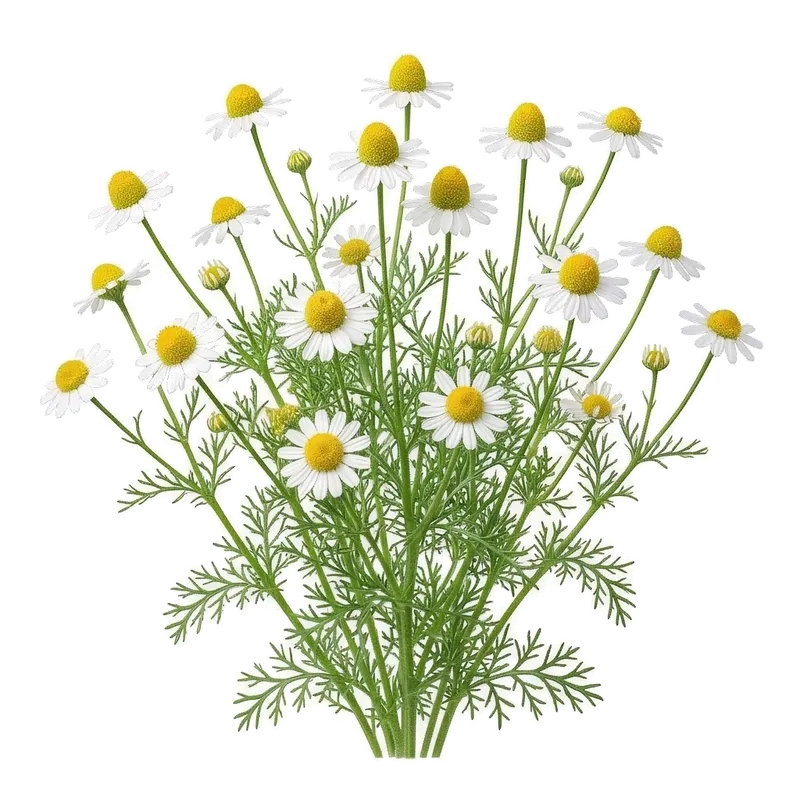 Tapis de petites fleurs de camomille semblables à des marguerites miniatures, avec leur cœur jaune bombé et leurs pétales blancs