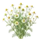 Camomille
