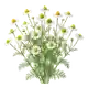 Camomille