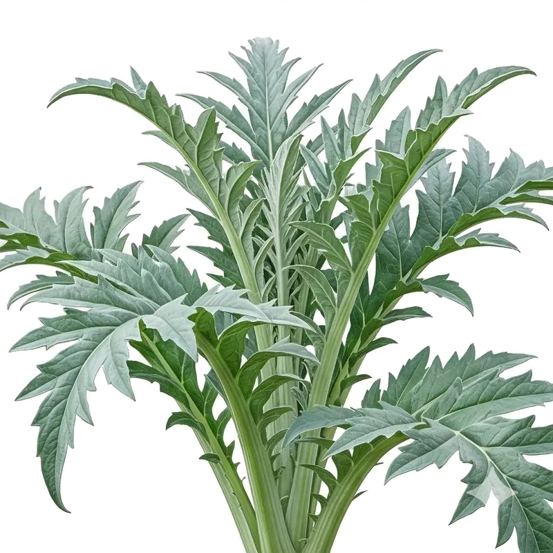 Majestueux plant de cardon aux grandes feuilles gris-argenté très découpées, s'élevant fièrement au potager