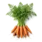 Carotte Nantaise