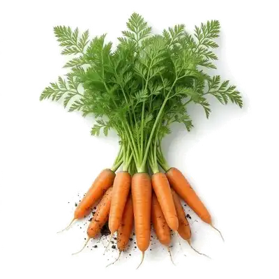 Botte de belles carottes nantaises cylindriques et orange vif, fraîchement arrachées de terre avec leurs longues fanes vertes