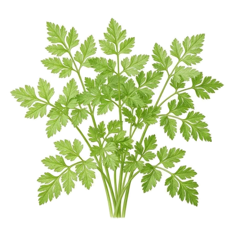 Généreux bouquet de feuilles de cerfeuil vert clair, très fines et délicatement découpées, ressemblant à de la dentelle