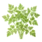 Cerfeuil