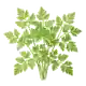 Cerfeuil