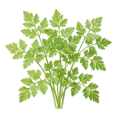 Généreux bouquet de feuilles de cerfeuil vert clair, très fines et délicatement découpées, ressemblant à de la dentelle