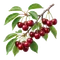 Cerisier Burlat