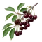 Cerisier Griotte