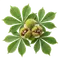 Châtaignier