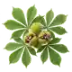 Châtaignier