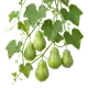 Chayotte (Christophine)